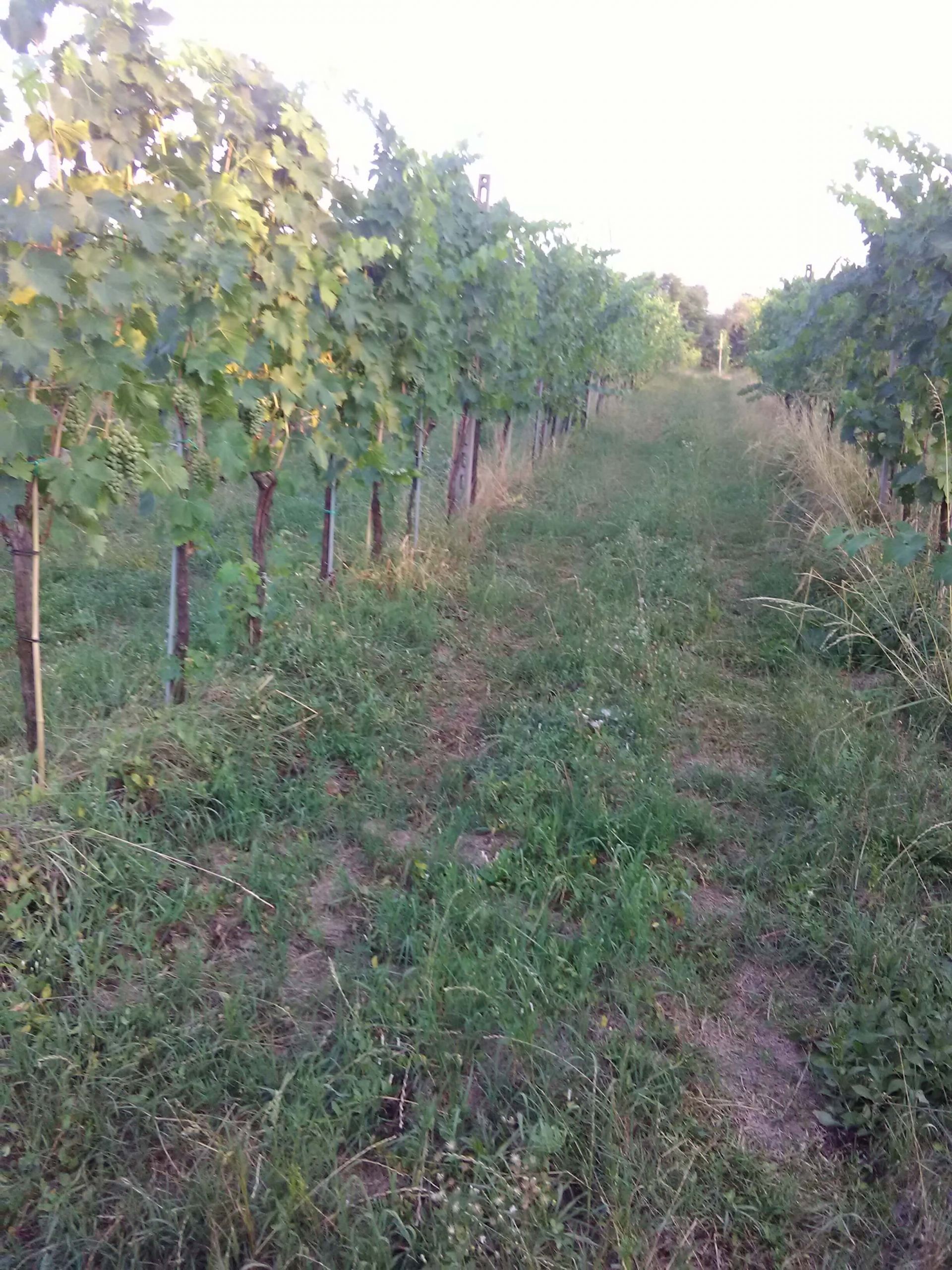 Terreno Agricolo Poncarale 